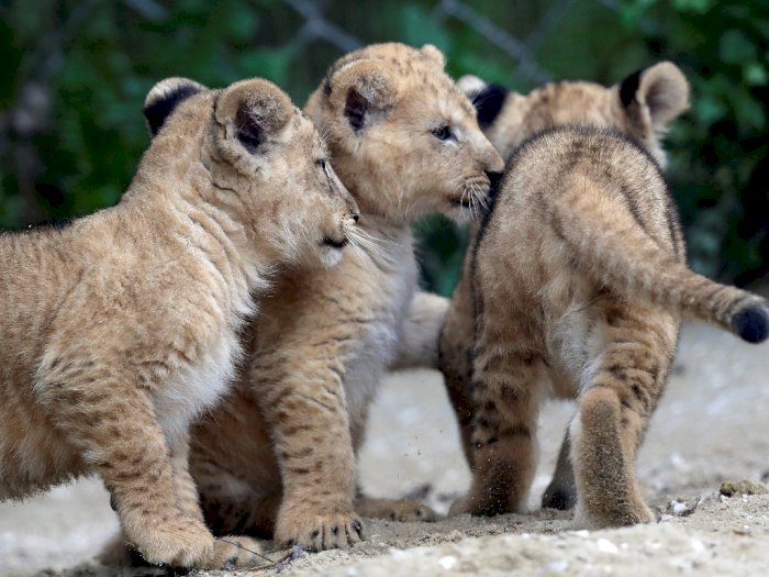 FOTO: 3 Anak Singa Barbary Langka Lahir di Kebun Binatang Ceko