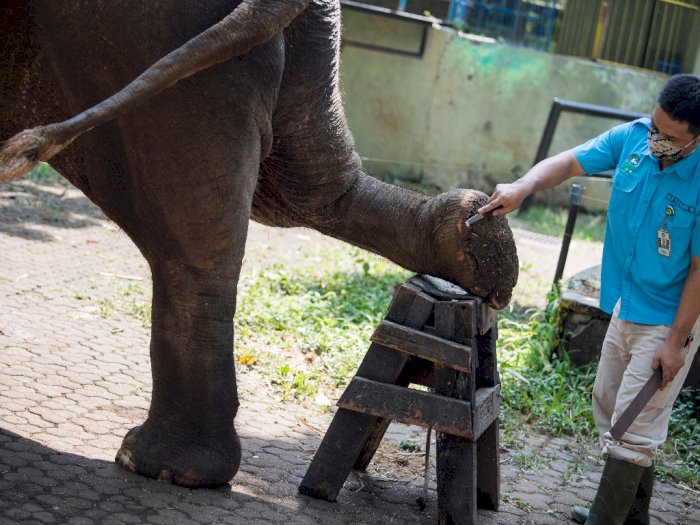 FOTO: Perawatan Kaki Gajah di Kebun Binatang Bandung