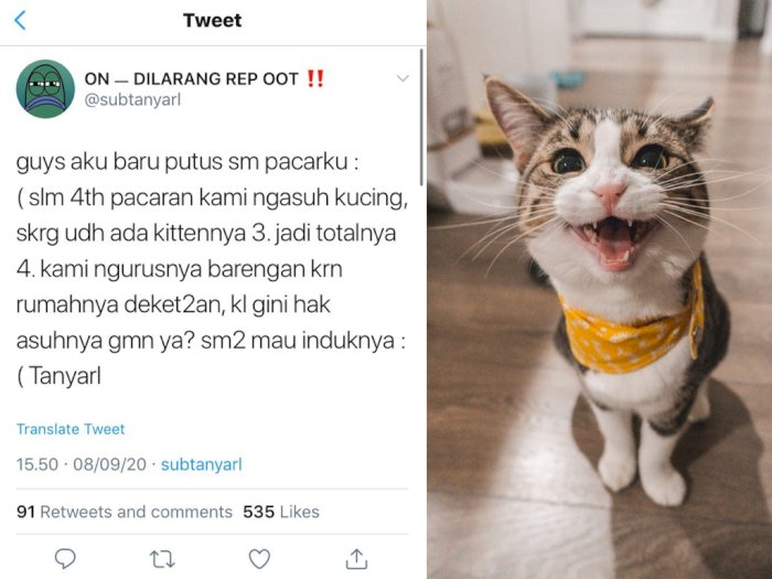 Putus setelah 4 Tahun Pacaran, Netizen Ini Galau karena Harus Berebut Hak Asuh Kucing