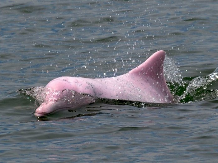 Lumba-Lumba Pink yang Menggemaskan Kembali ke Perairan Hongkong