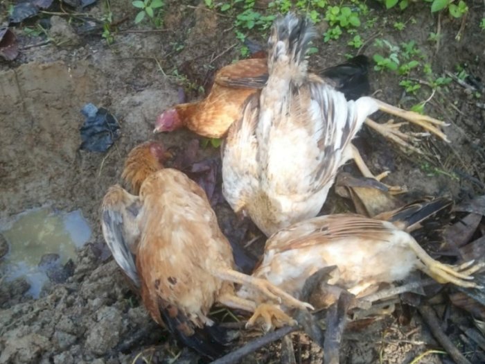 Terlihat Menggigil dan Ngantuk, Puluhan Ternak Ayam Warga di Tapanuli Utara Mati Mendadak