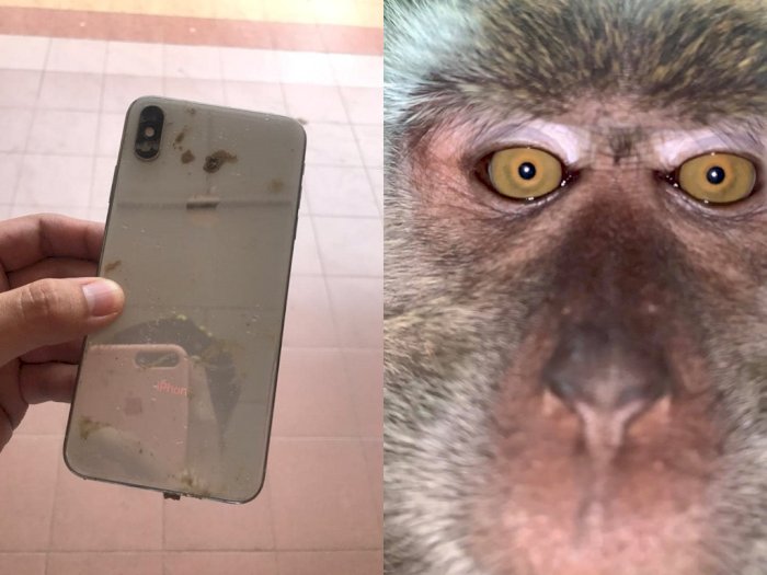 Hapenya Hilang dan Ketemu di Hutan, Pria ini Kaget Ada Foto Selfie Monyet di Dalamnya