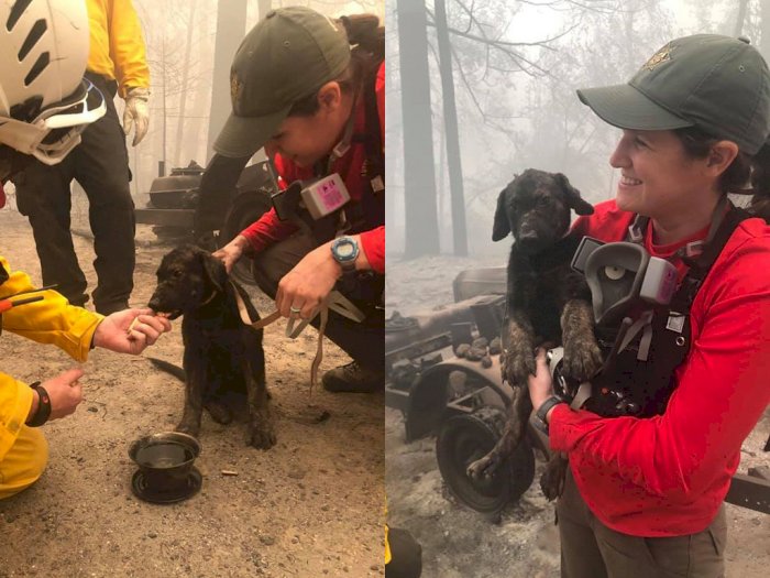 Pemadam Kebakaran ini Temukan Anjing Menggemaskan Selamat dari Kebakaran Hutan California