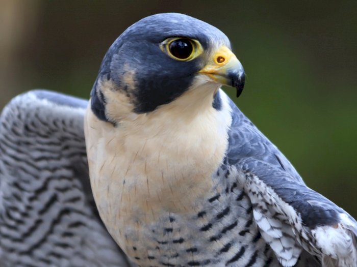 Peregrine Falcon, Burung Pemburu dengan Kecepatan Super