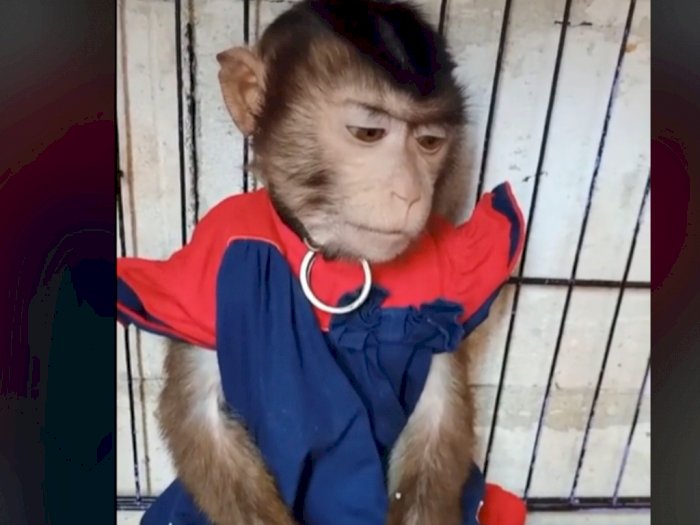 Pakai Pampers dan Baju Bayi, Tingkah Monyet Kecil Ini Lucu Banget Bikin Gemas