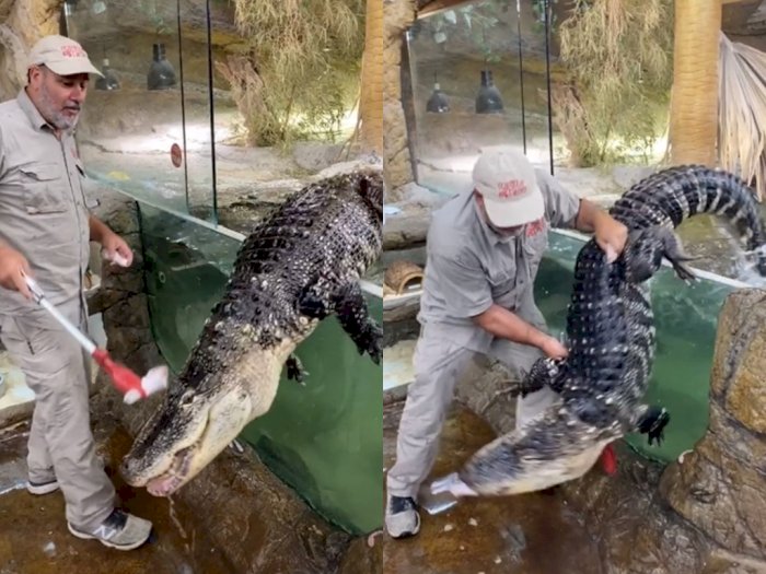 Pria ini dengan Santai Beri Makan Alligator yang Ganas, Bikin Netizen Melongo