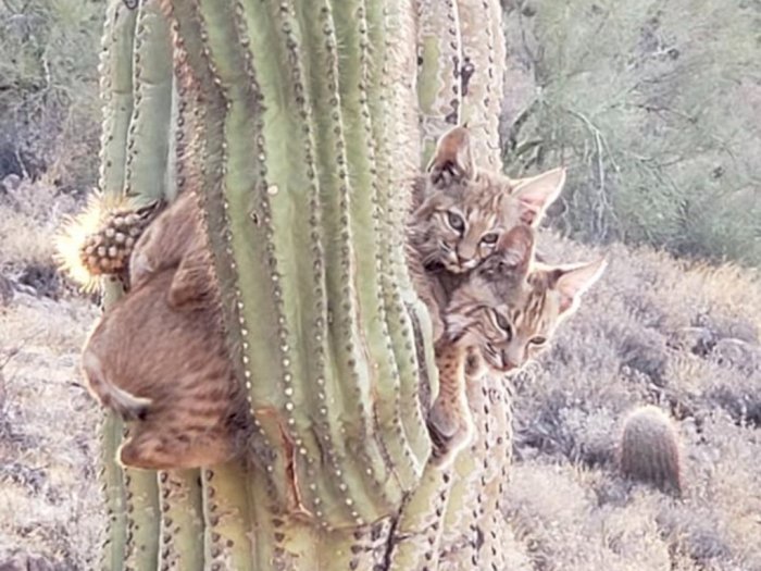 Unik bin Langka! Penampakan 2 Ekor Kucing Bersarang di Pohon Kaktus 