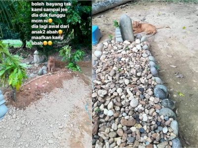 Masih Sedih Pemiliknya Meninggal, Kucing Setia Ini Rutin Berziarah ke Makam Selama 2 Tahun