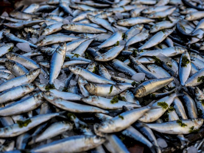 Majukan Pasar Ikan, KKP Dorong UMKM Perikanan Manfaatkan Dunia Digital