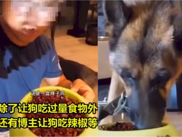 Anjing Ini Menangis Gara-gara Dipaksa Pemiliknya Makan Daging Super Pedas