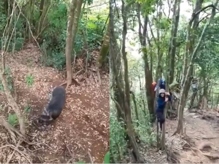 Momen Mendaki Gunung, Sekelompok Pemuda ini Malah Dikejar Babi Liar, Berujung Manjat Pohon