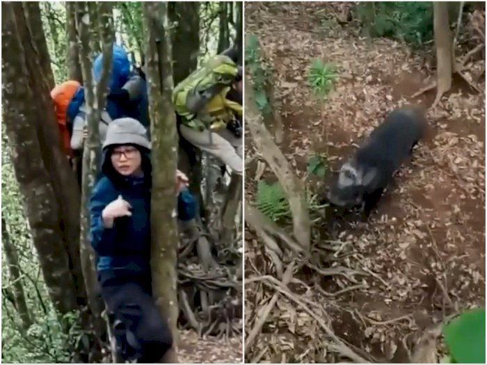 Viral Pendaki 'Dibegal' Babi Ganas di Hutan, Naik Pohon Demi Selamatkan Diri