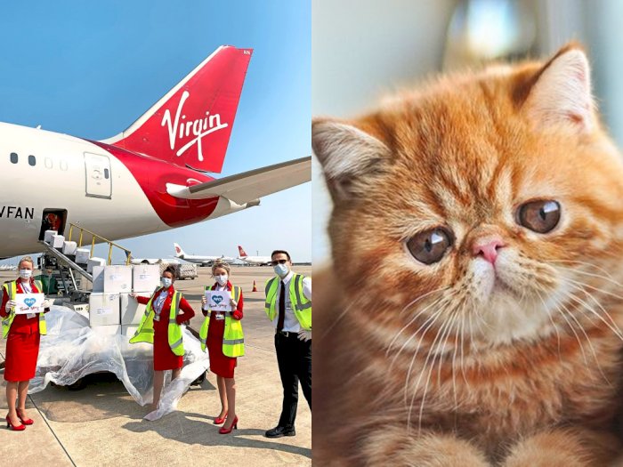 Maskapai Virgin Australia Larang Penumpang Bawa Hewan Berhidung Pesek, Kenapa?
