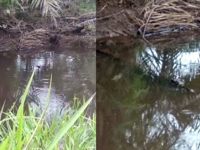 Hendak Mancing Ikan di Sungai, Pria di Labuhanbatu Malah Dapat Buaya, Begini Videonya