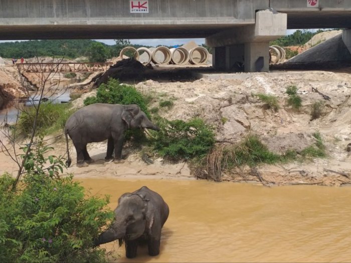 Unik! Tol Pekanbaru-Dumai Punya Lima Terowongan Khusus Perlintasan Gajah