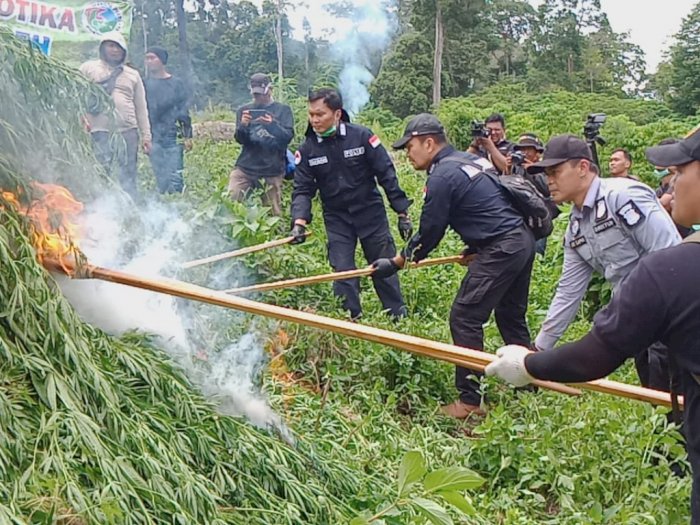 10 Hektar Ladang Ganja Ditemukan Polri di Aceh, Langsung Dimusnahkan