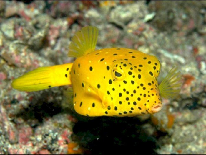 Yellow Boxfish, Ikan Lucu dengan Warna Mencolok dan Bentuk yang Unik 
