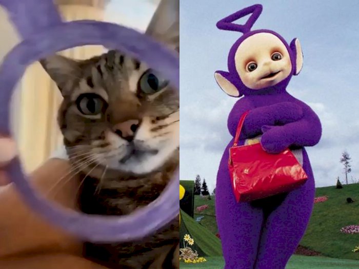 Begini Penampakan saat Kucing jadi 'Teletubbies', Ekspresinya Gemesin