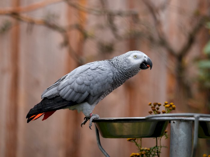Kerap Memaki Pengunjung, 5 Burung Beo di Taman Margasatwa Inggris Dipisahkan