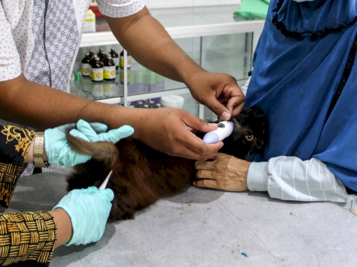 FOTO: Vaksin Rabies Gratis Untuk Hewan Peliharaan