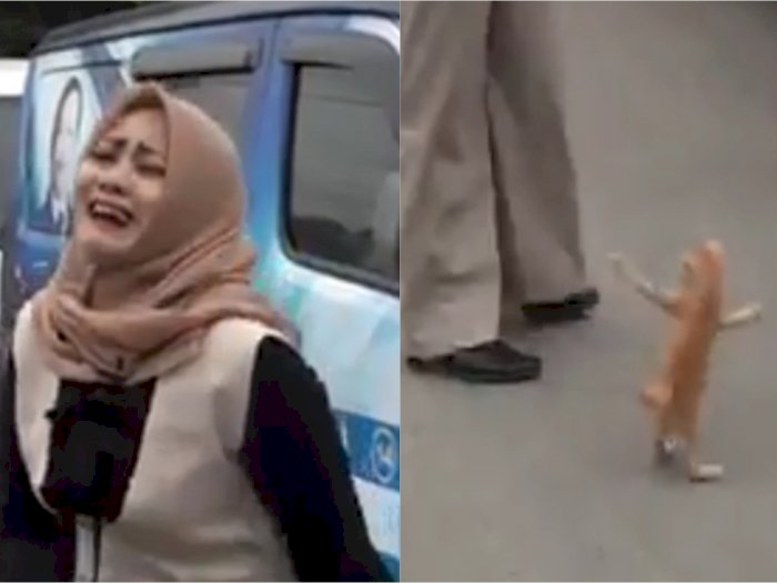 Aksi Anak Kucing Oren yang Iseng Ganggu Reporter Wanita, Netizen: Gemas Banget!