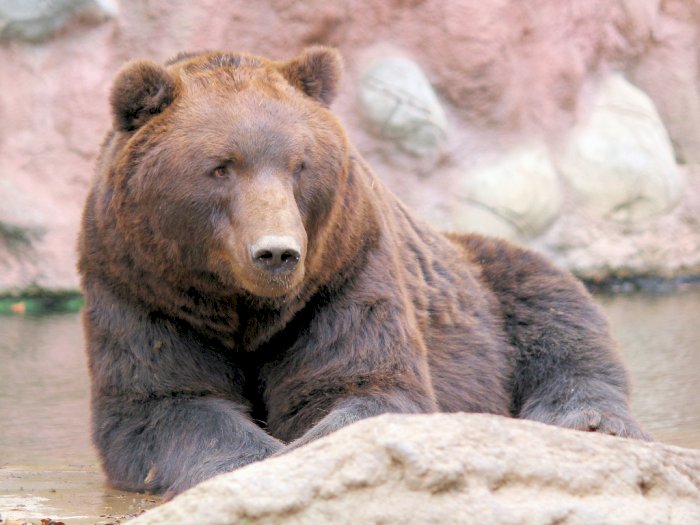 Fat Bear Week, Ajang Pemilihan Beruang Paling Gemuk di Amerika