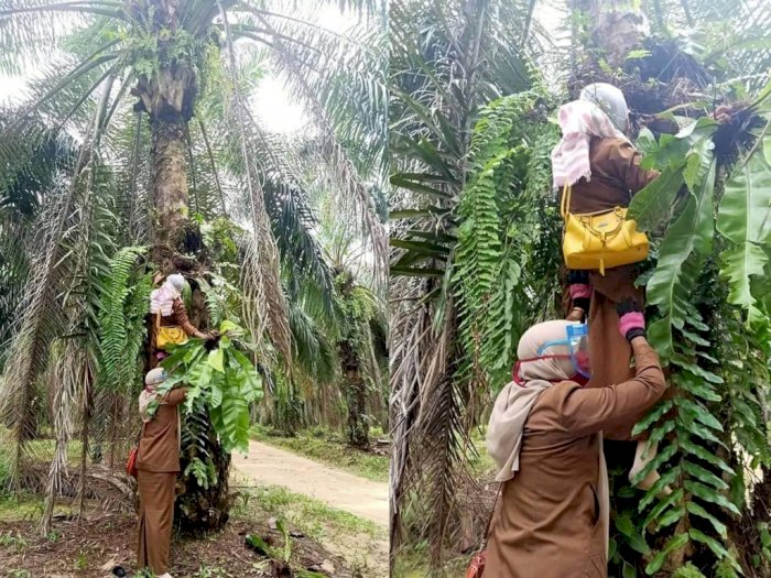 Musim Tanaman Hias, Dua Ibu Guru Cantik Rela Panjat Pohon Kelapa Sawit Demi Tumbuhan Ini