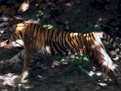 Dua Sapi Milik Warga Aceh Selatan Mati, Ada Bekas Cakaran Diduga Dimangsa Harimau