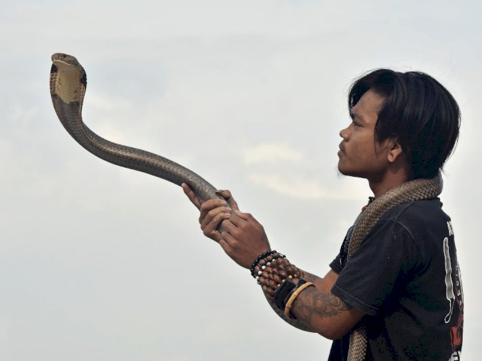 FOTO: Latihan Atraksi Ular Kobra di Garut
