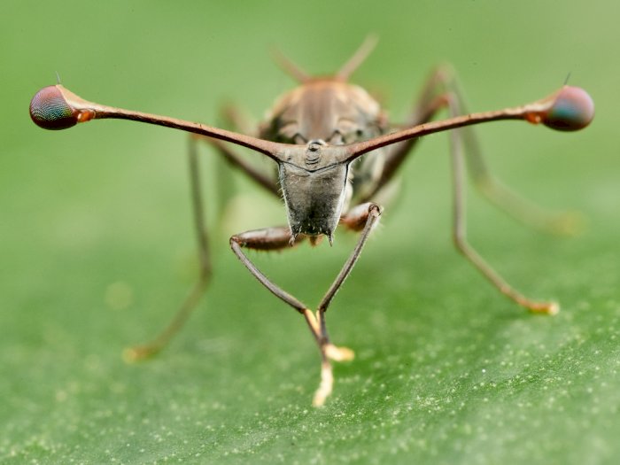 Lalat Bermata Batang, Penampilan Serangga yang Mirip Alien di Alam Liar