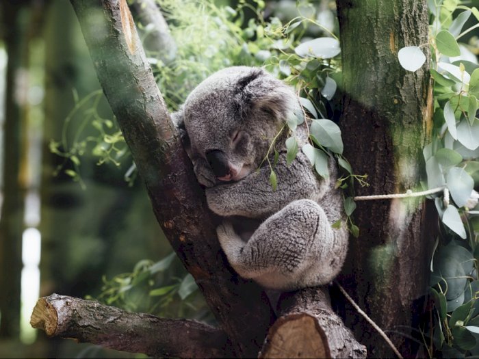 Fakta Penting Dibalik Koala yang Dianggap Pemalas dan Banyak Tidur