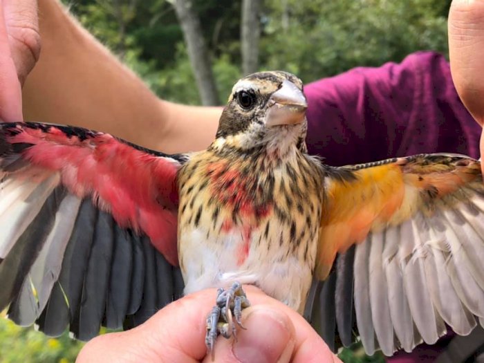 Langka! Peneliti Temukan Burung dengan Dua Jenis Kelamin di Pennsylvania