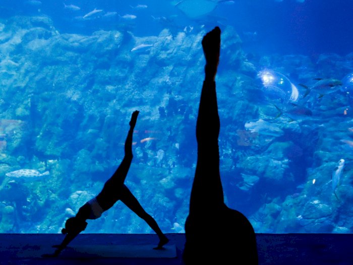 FOTO: Aquarium Yoga, Persembahan Terbaru dari Hong Kong Ocean Park