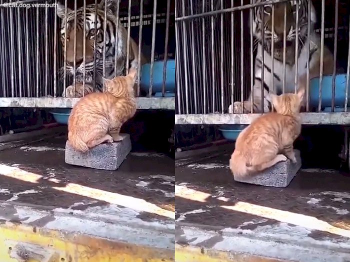 Video Saat Kucing ini Bikin Harimau Terkejut, Netizen: Si Oren Agresif