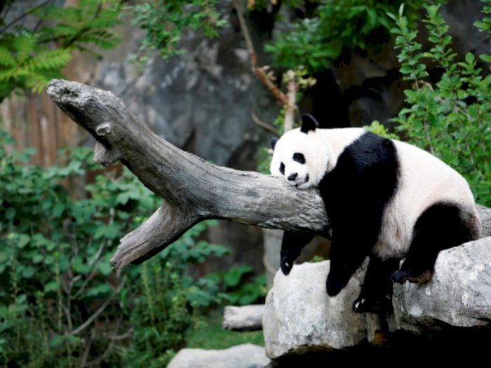 Kebun Binatang Washington DC Ungkap Jenis Kelamin Anak Panda Mei Xiang, Tebak Apa?