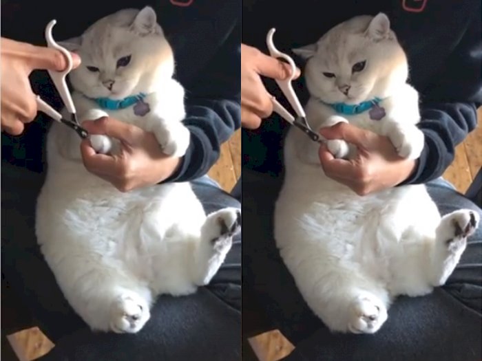 Lucunya Ekspresi Kucing ini Saat Kukunya Digunting, Bikin Netizen Gemas