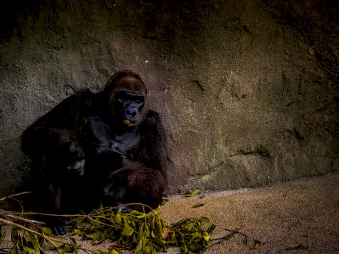 Kembali Terima Turis, Uganda Terapkan Jaga Jarak dengan Gorila