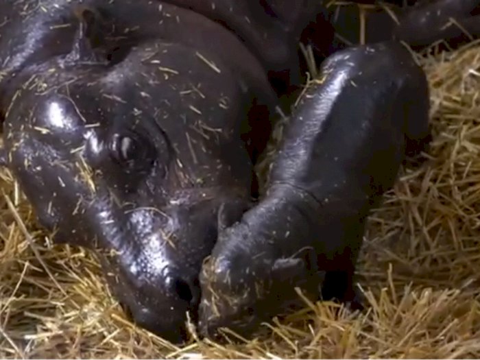 Kebun Binatang Boston Sambut Kelahiran Bayi Kuda Nil Kerdil Nan Menggemaskan