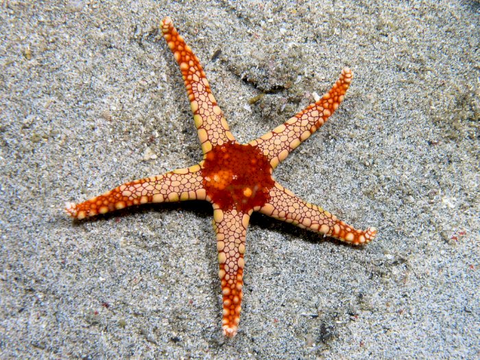 Fakta Unik Lengan Bintang Laut yang Bisa Tumbuh Kembali Jika Luka atau Hilang