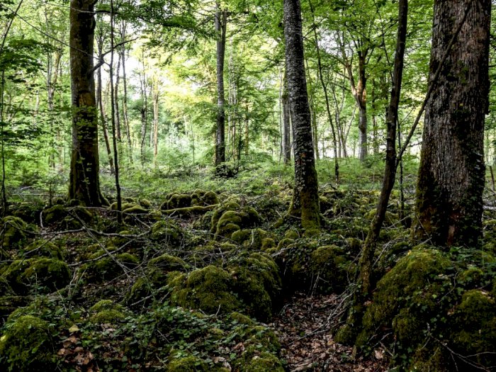 Prancis Buka Taman Nasional Seluas 250.000 Hektar, Dipenuhi Pepohonan Kuno & Bunga Langka