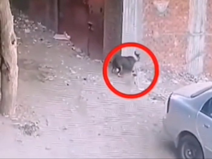 Video Mendebarkan Seekor Anjing Serang Bocah, Beruntung Diselamatkan Kucing!