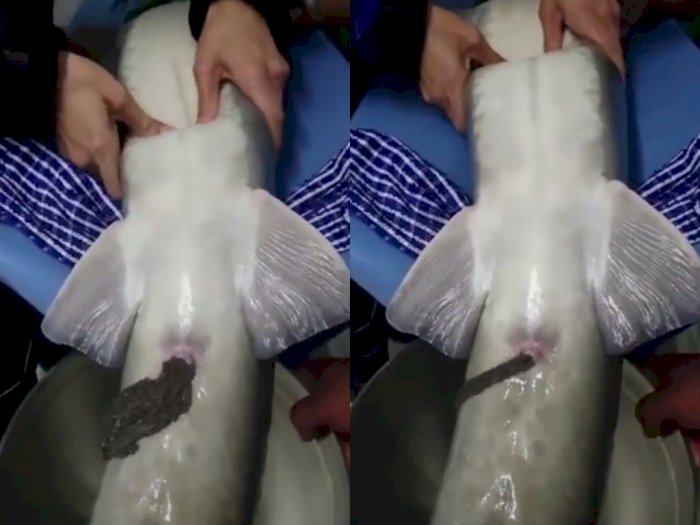 Video Proses Mengeluarkan Caviar dari Perut Ikan Sturgeon, Bikin Netizen Melongo
