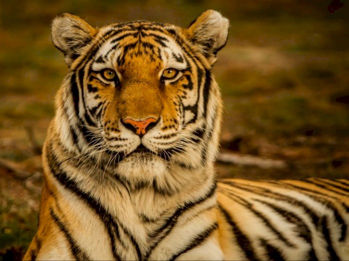 Walhi Sumut Sebut Harimau Sumatera Sudah Memangsa Manusia, Kerusakan Hutan jadi Penyebab