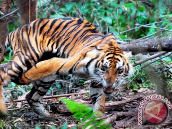Kena Jerat Pemburu, Harimau Sumatera Betina Selamat dari Maut, Begini Cara Evakuasinya