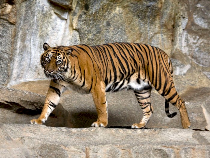 Duh! Seekor Harimau Sumatera Terjerat di Hutan dekat Perkebunan Warga, Begini Kondisinya