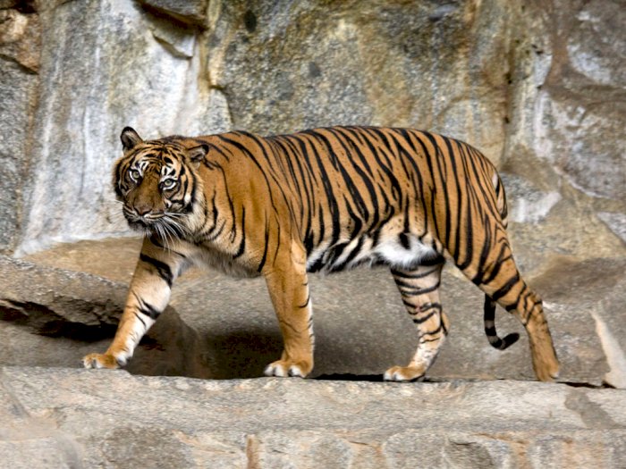 Perambahan Hutan Secara Masif Bikin Harimau Sumatera Sering Keluar dari Habitatnya