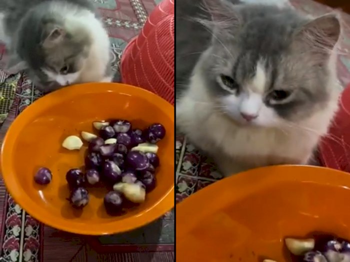 Kucing ini Keluarkan Air Mata Saat Liat Majikannya Kupas Bawang, Bikin Netizen Gemas