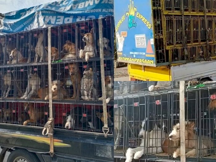 Viral Puluhan Anjing Dikirim ke Medan untuk Dimakan, Pecinta Hewan Ungkap Hal Mengejutkan