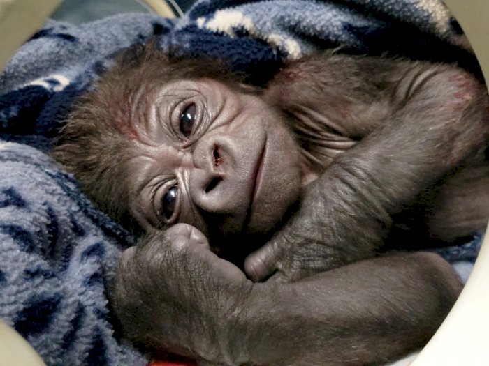 FOTO: Bayi Gorila Jantan Lahir di Kebun Binatang Franklin Park