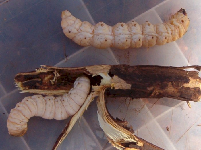 Larva Ngengat Putih, Makanan Pokok Kaya Protein Suku Aborigin 
